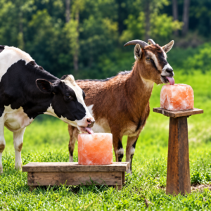 Animal Lick Salt
